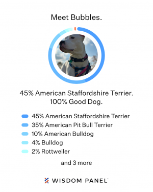 DNA results. The top says Meet Bubbles and features a picture of her. Then it says 45% American Staffordshire Terrier. 100% Good Dog. Below that the top five components are listed: 45% American Staffordshire Terrier, 35% American Pit Bull Terrier, 10% American Bulldog, 4% Bulldog, 2% Rottweiler