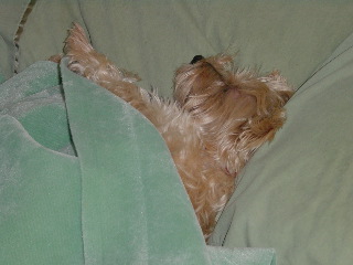 Penny, a light-colored Cairn Terrier, lies tucked under a blanket