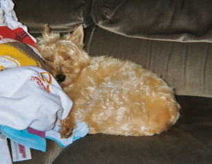 Penny, a light-colored Cairn Terrier, lying on a couch