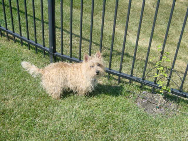 Penny, a light-colored Cairn Terrier, standing in the grass by a fence